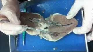 Anatomy: Sheep's Heart Dissection