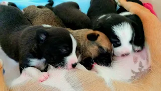 11 Days Old Puppies!