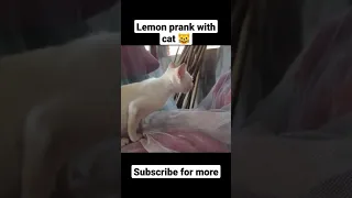 Lemon prank with cat | Cat videos | Funny cats clips #shorts #cats #funnycats #youtubeshorts