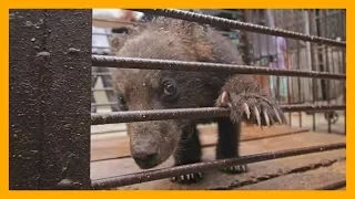 What Happens to Bear Cubs in the Circus Will Make You Cry