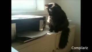 Cats vs Printers Compilation