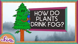 How Plants Drink Fog! | Explore the Redwoods! | SciShow Kids