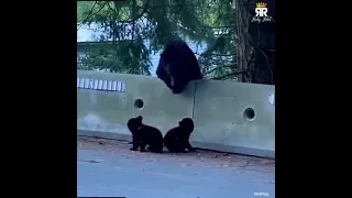 Bear Cub struggles to climb barrier