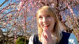 Best Blossom Spot in Japan for 2024 🌸 | We Beat the Crowds for a Secret Spring Hanami in Odawara!