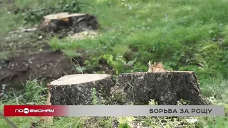 Вырубка берёзовой рощи в деревне Столбова Иркутского района приостановлена