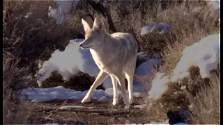 COYOTE JUMPS THE CALL!!!