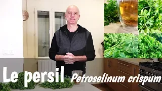 Le persil (Petroselinum crispum) : nutrition, digestion, règles douloureuses et dépuratif