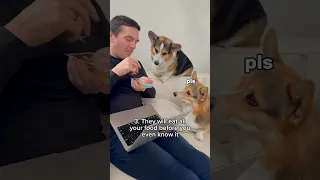 5 Reasons Why You Should Not Get a Corgi