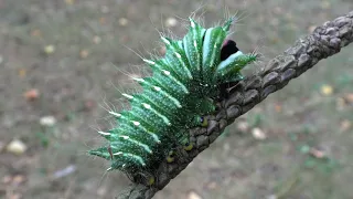 Chinese Moon Moth - Actias dubernardi - Caterpillar instar 5 - 4K Quality - No Commentary