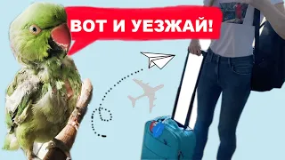 ОСТАВЛЯЮ ПОПУГАЕВ И УЕЗЖАЮ | ЛЕКАРСТВА ПТИЦ | Что взять в отпуск?