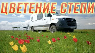 И снова в путь — Цветение степи