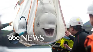 Beluga whales relocated to open water sanctuary l ABC News