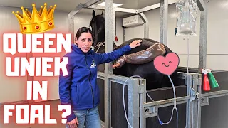 Is Queen👑Uniek in foal!? We're trying to do ET with her | Friesian Horses