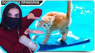 АРМЯНКА смотрит: ПРИКОЛЫ 2018 Ноябрь #494 СМЕШНЫЕ ЖИВОТНЫЕ , КОТЫ СОБАКИ