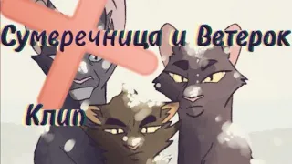 Коты-Воители|• Сумеречница и Ветерок|• Клип Let me through [RUS]