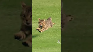 Cat running on baseball field 😹