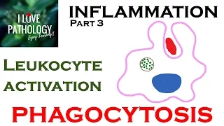 INFLAMMATION Part 3: Leukocyte Activation - PHAGOCYTOSIS