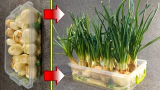 Growing Green Onions Made Easy: With Just a Towel and Water (DIY).