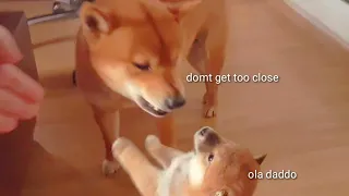 AMGERY daddo - Ep13 / Shiba Inu puppies (with captions)