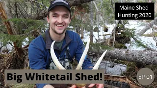 BIG WHITETAIL SHED -- Maine Shed Hunting EP 01 -- Beyond the Boundaries 2020