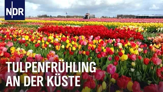 Tulpenfrühling in den Niederlanden | Nordseereport | NDR Doku