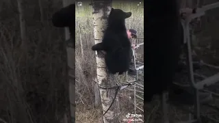 Охота на медведя с лабаза.