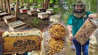 Honey Bee Farming In India