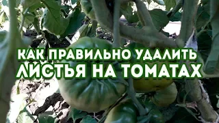 Как правильно удалить листья на томатах!