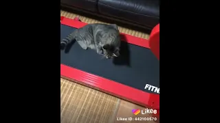 what how how can I cat run on a treadmill