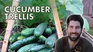 Use This Cucumber Trellis for a HUGE Harvest!