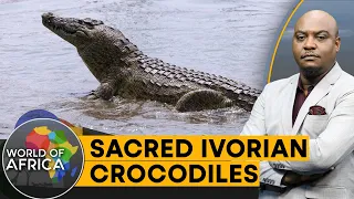 Ivory Coast's 'THERAPEUTIC' crocs pull in the crowds | World of Africa