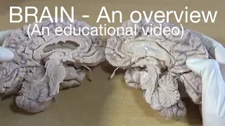 BRAIN - An overview (An educational video)