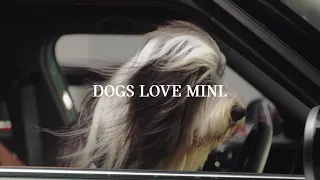 MINI x DOGS TRUST | MINI Events and Partnerships | MINI UK