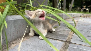 The poor kitten cried because his mother left him hungry and thirsty