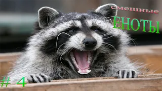 Подборка видео приколов выпуск 4. ЕНОТЫ.  Compilation funny videos with Raccoons №4