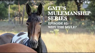 Mulemanship Series Episode 02: “Why the Mule”