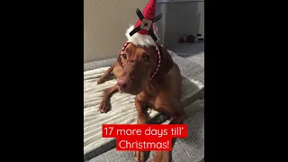 17 more days till’ Christmas! |#shorts #dog #vizsla #christmas #countdown