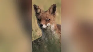 Red Foxes 🦊 : The Cunning and Cute Beasts of the Wild #shorts