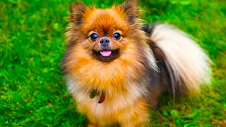 Pomchi-  The Ultimate Owner's Guide That You Need To Watch!!! (Compilation Video)