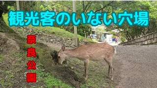 外国人観光客もいない奈良公園のとあるスポット