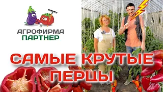 Самые крутые перцы | #огород #семена #перцы