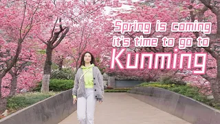 The gathering place for spring is Kunming, isn't it?春天集散地是昆明没错吧？丨曼食慢语