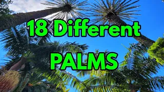 18 Different Kinds of Palms