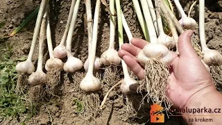 Jak pěstovat český česnek paličák. Allium sativum