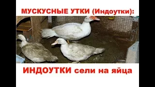 Зима. Индоутки сели на яйца