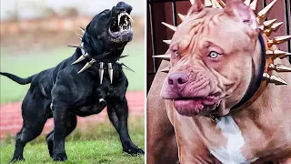 Most Illegal, Dangerous Dogs In The World