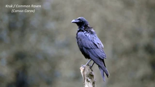 Kruk / Common Raven / Corvus Corax - 2016