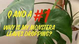Q and A #1: Why are my Monstera leaves dropping??
