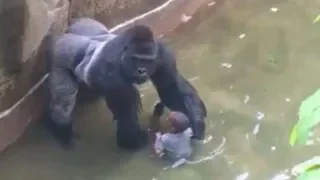 When Gorillas Attack