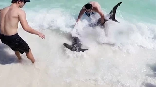 10 Ft. Hammerhead Shark Pulled to Beach by Brave Teen